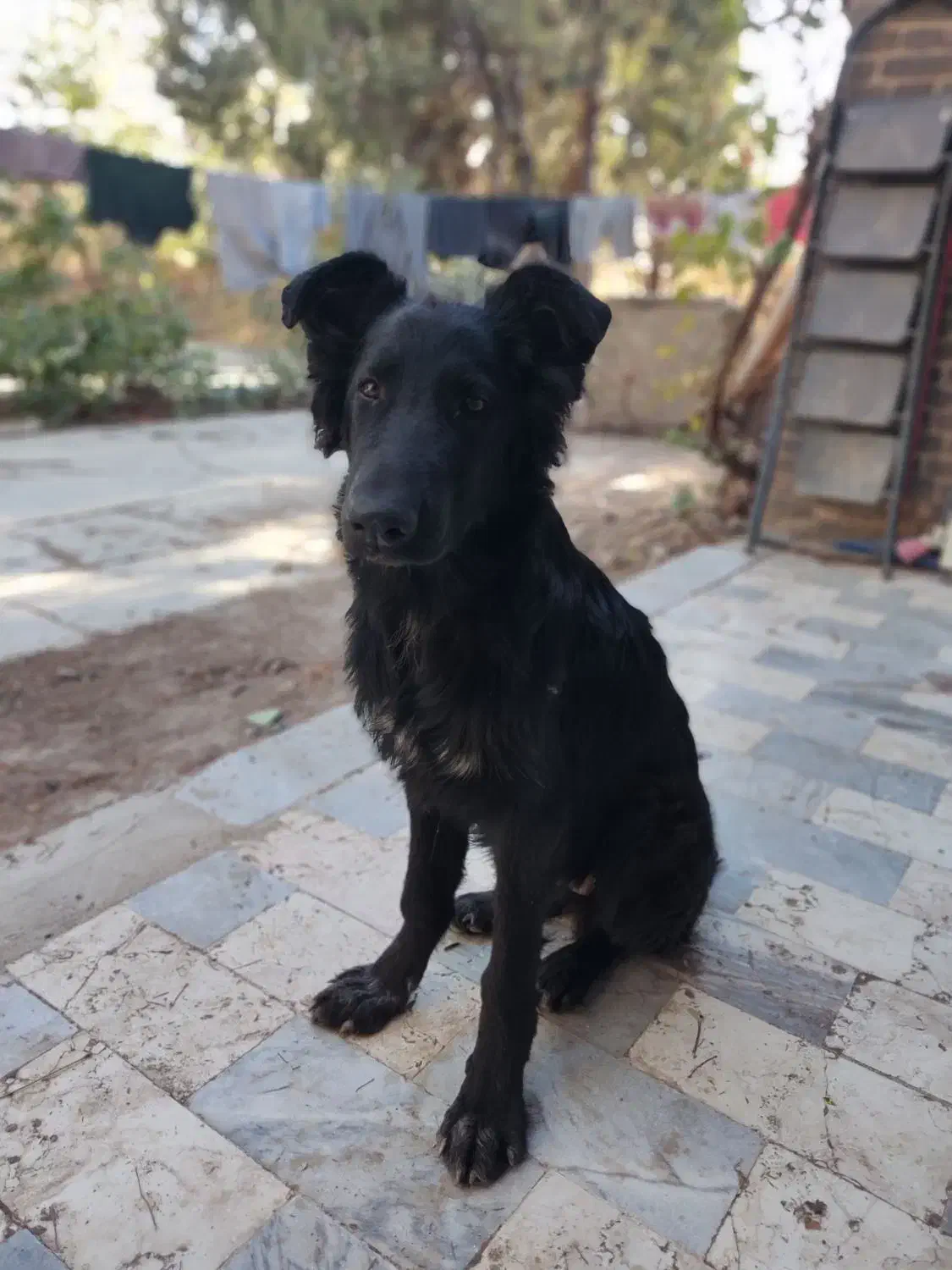 دوتا سگ وُرک و بلک|سگ|رباط‌کریم, پرندک|دیوار