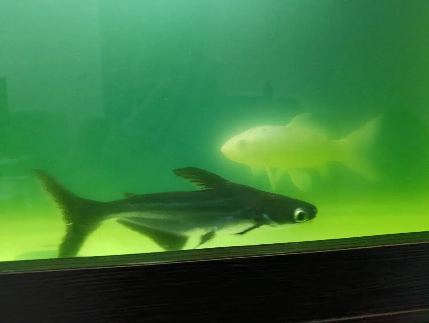 ماهی کوسی و۱عدد ماهی کوی|ماهی|ری, تقی آباد|دیوار