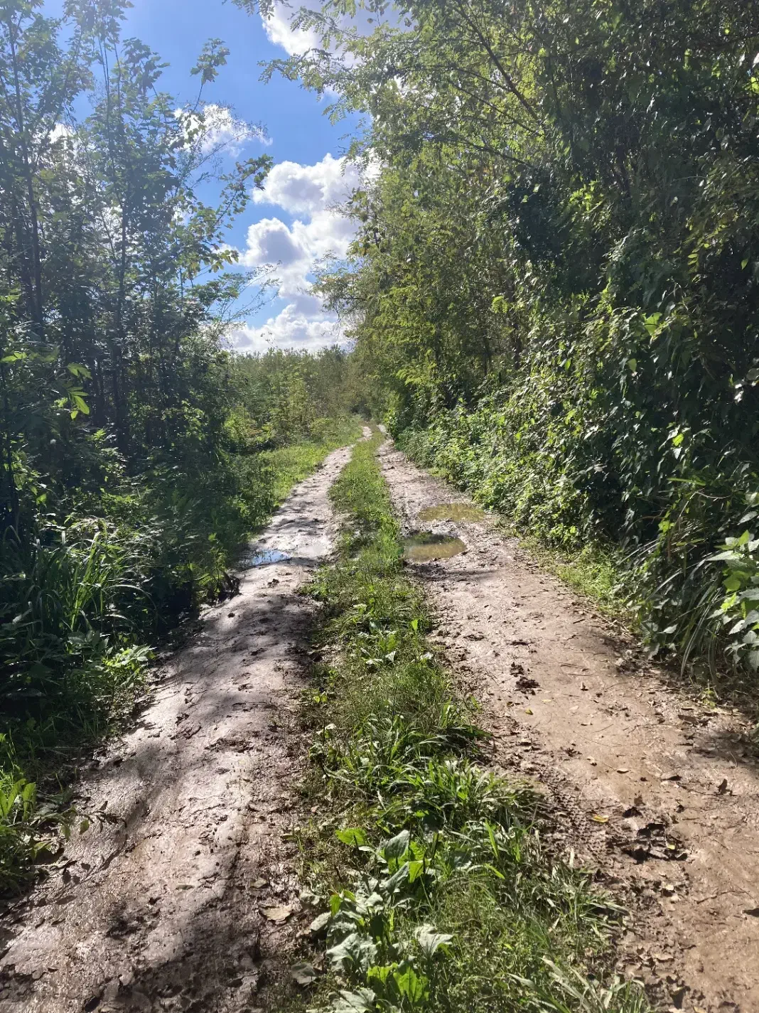 هزار متر زمین باغی با نهال صنوبر|فروش زمین و ملک کلنگی|رشت, قاسمیه|دیوار