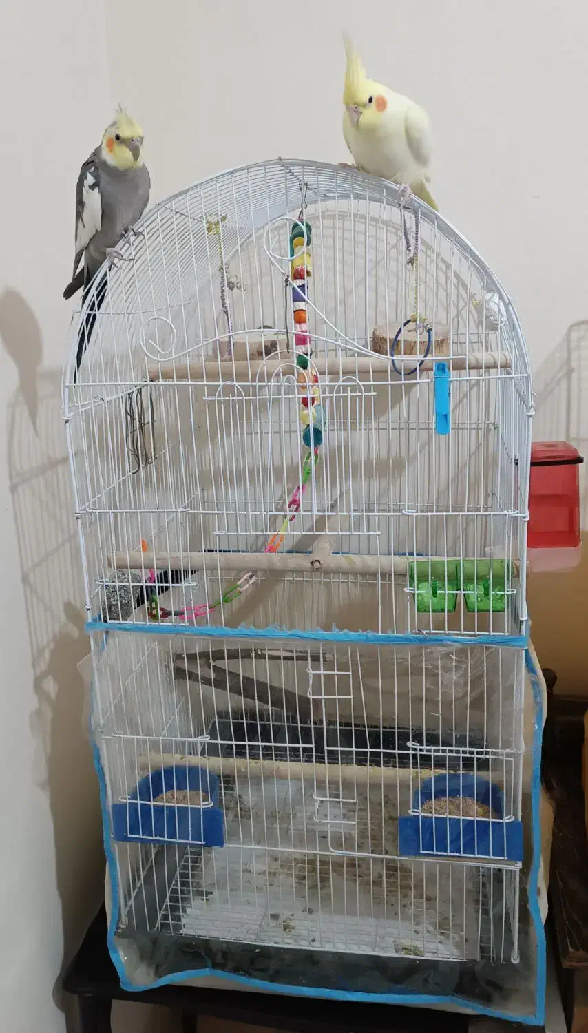 یک جفت عروس هلندی مولد و 2تا جوجه|پرنده|رباطکریم, رباطکریم|دیوار