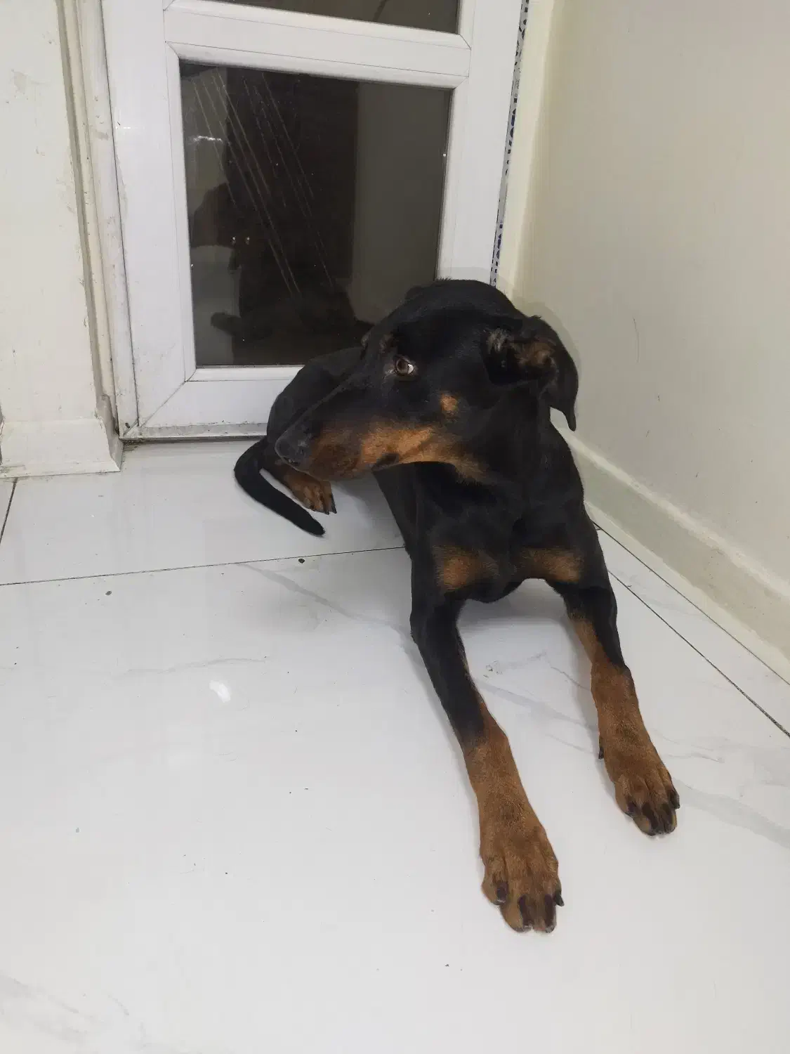 سگ دوبرمن|سگ|تهران, خواجه نظام الملک|دیوار