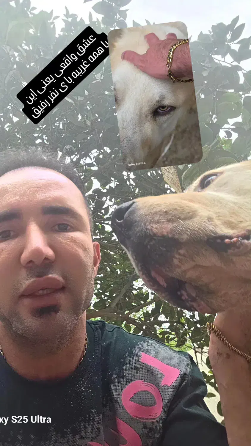 سگ الابای|سگ|کلاچای, |دیوار