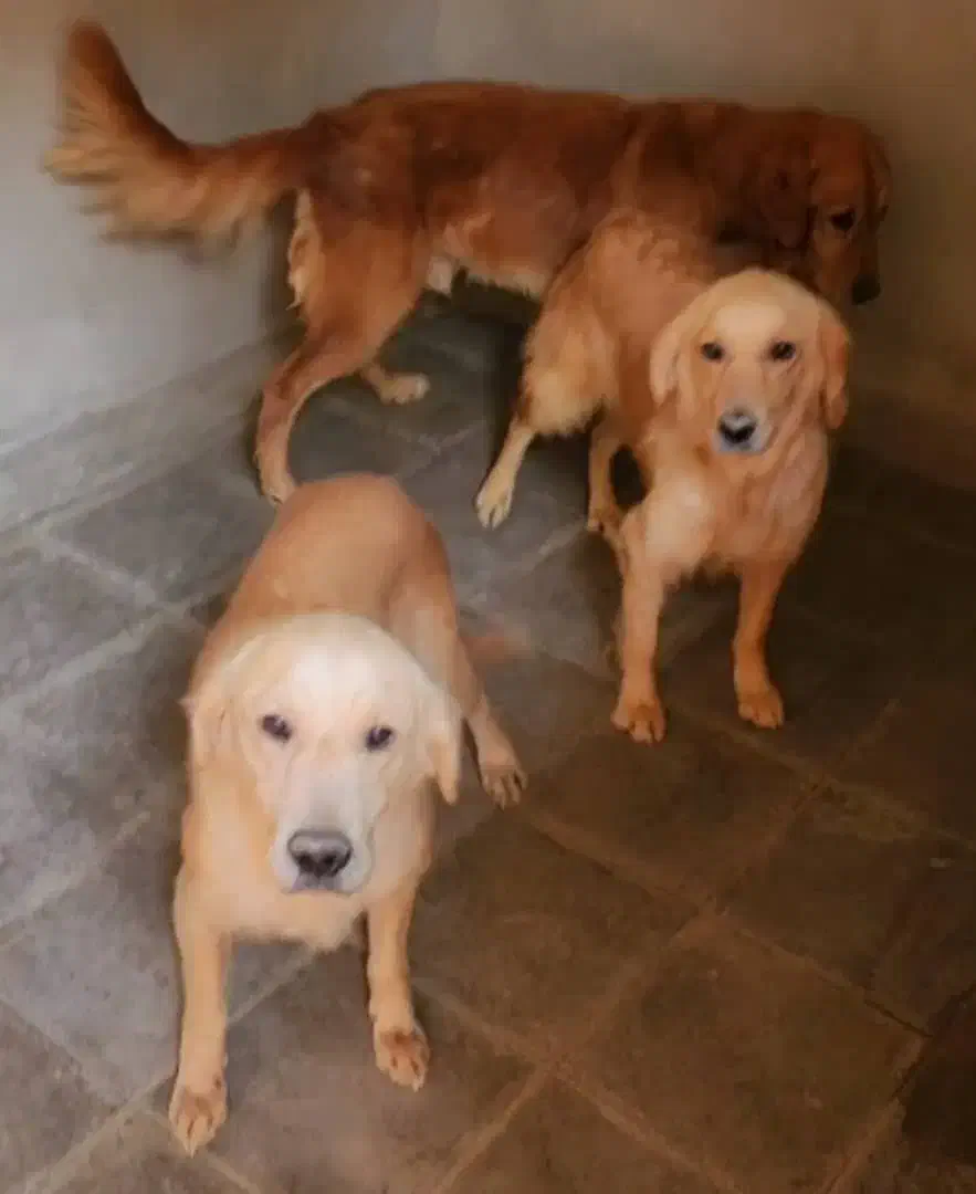 سگ پرستار|سگ|بومهن, |دیوار