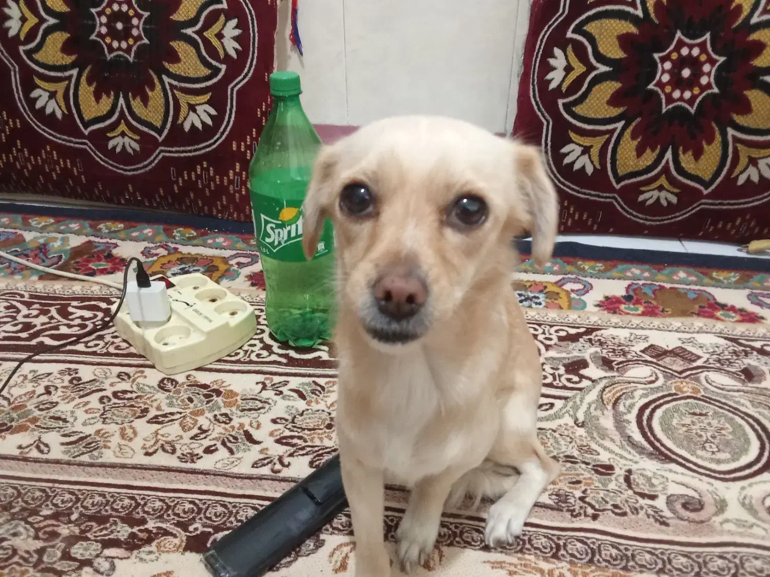 یک سگ پیداکردم|سگ|گرگان, |دیوار