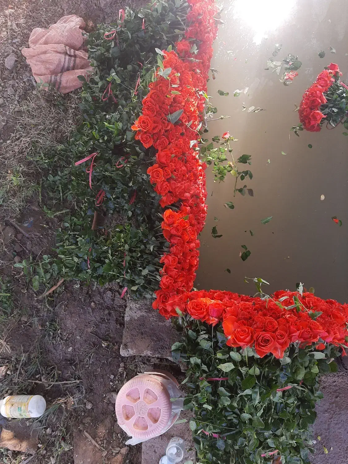 زر گل|گل و گیاه طبیعی|شیراز, درکی|دیوار