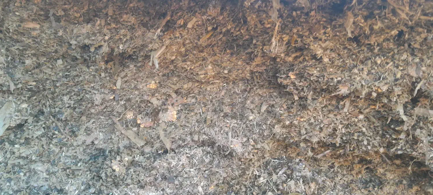 ذرت علوفه،دامی|لوازم جانبی حیوانات|نوشین شهر, |دیوار