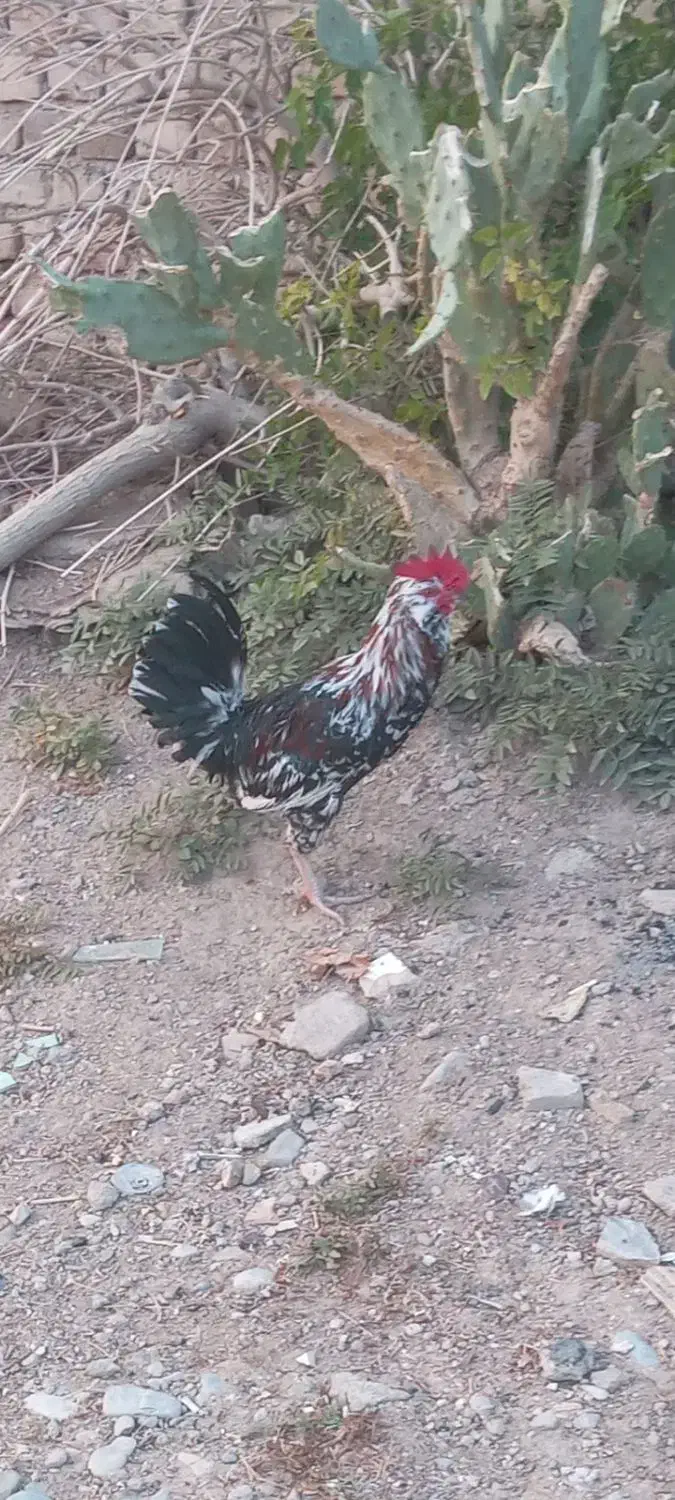 خروس گلین|حیوانات مزرعه|خرم‌آباد, |دیوار