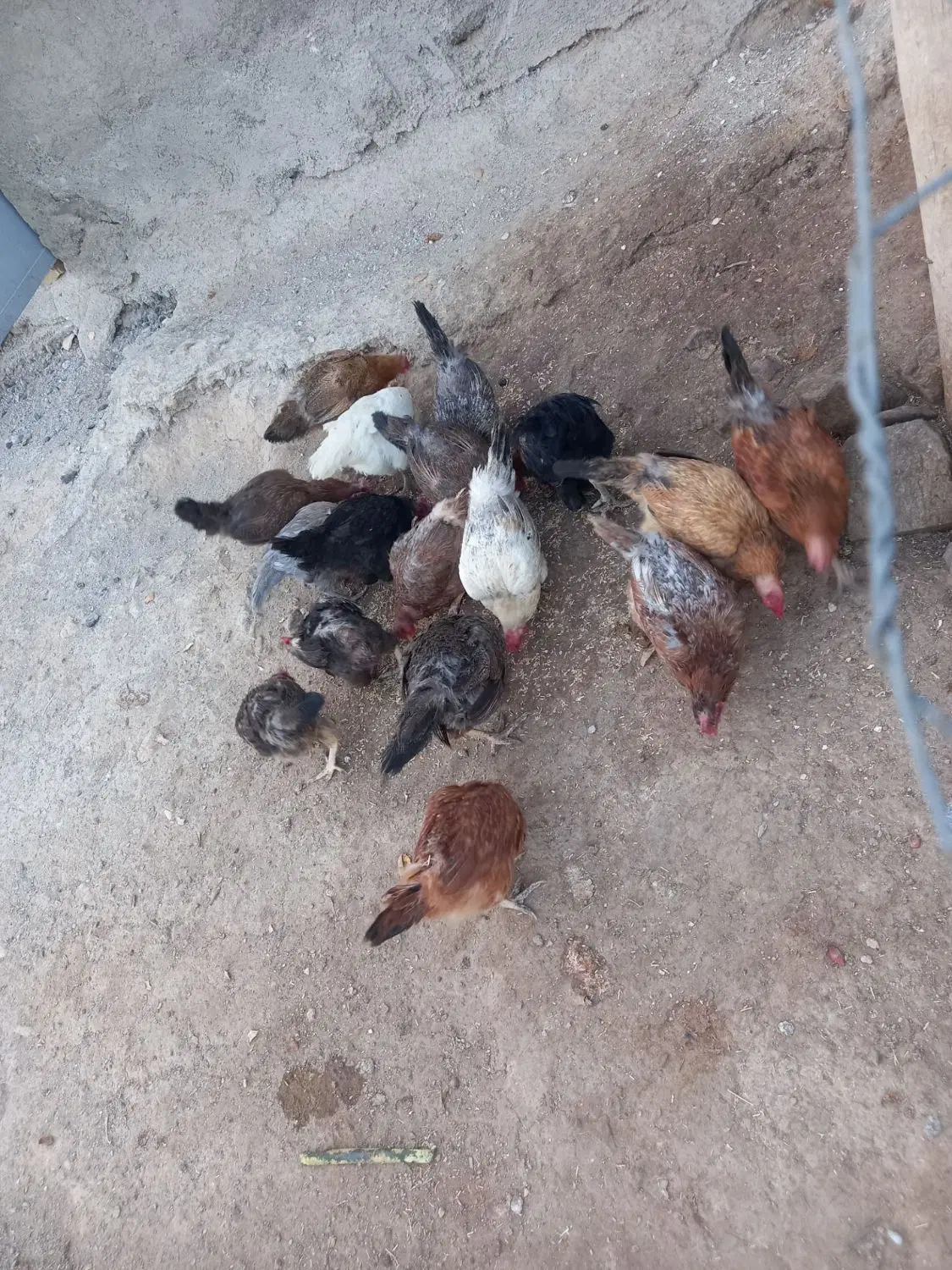 09186736431|سیم‌کارت|سردرود, |دیوار