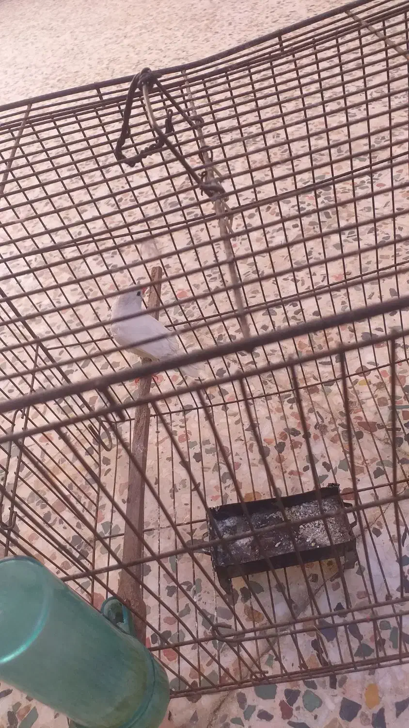 فنج ماده با قفس|پرنده|خرم‌آباد, |دیوار