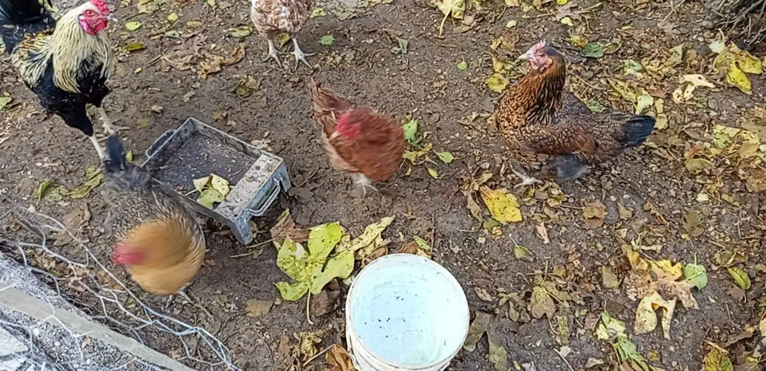 مرغ بالغ تخمگذار وخروس دورگه|حیوانات مزرعه|آشخانه, |دیوار