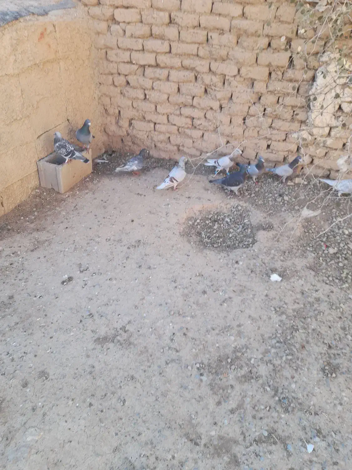 ۱۰ عدد پلاکی|حیوانات مزرعه|مرودشت, نقش رستم|دیوار