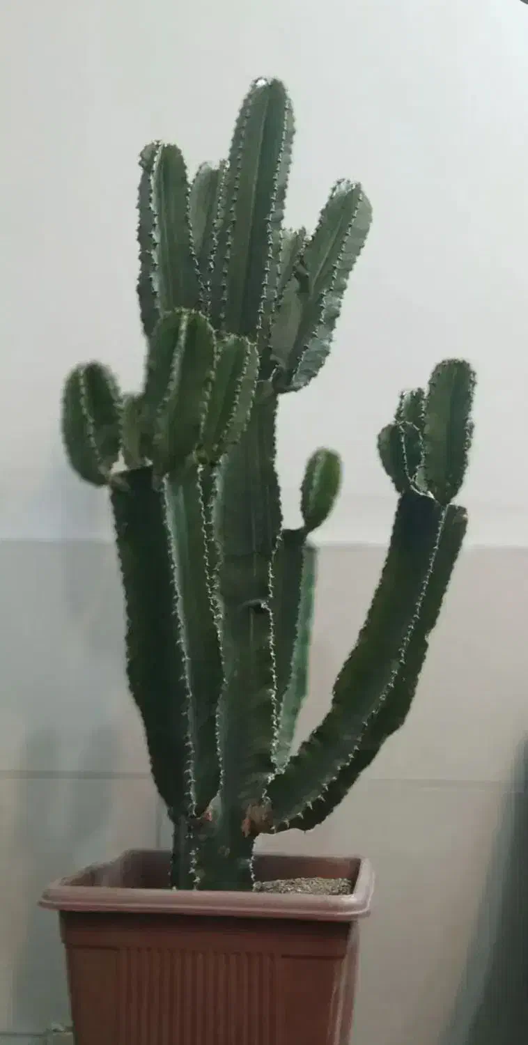 گیاه کاکتوس|گل و گیاه طبیعی|تهران, خاک سفید|دیوار