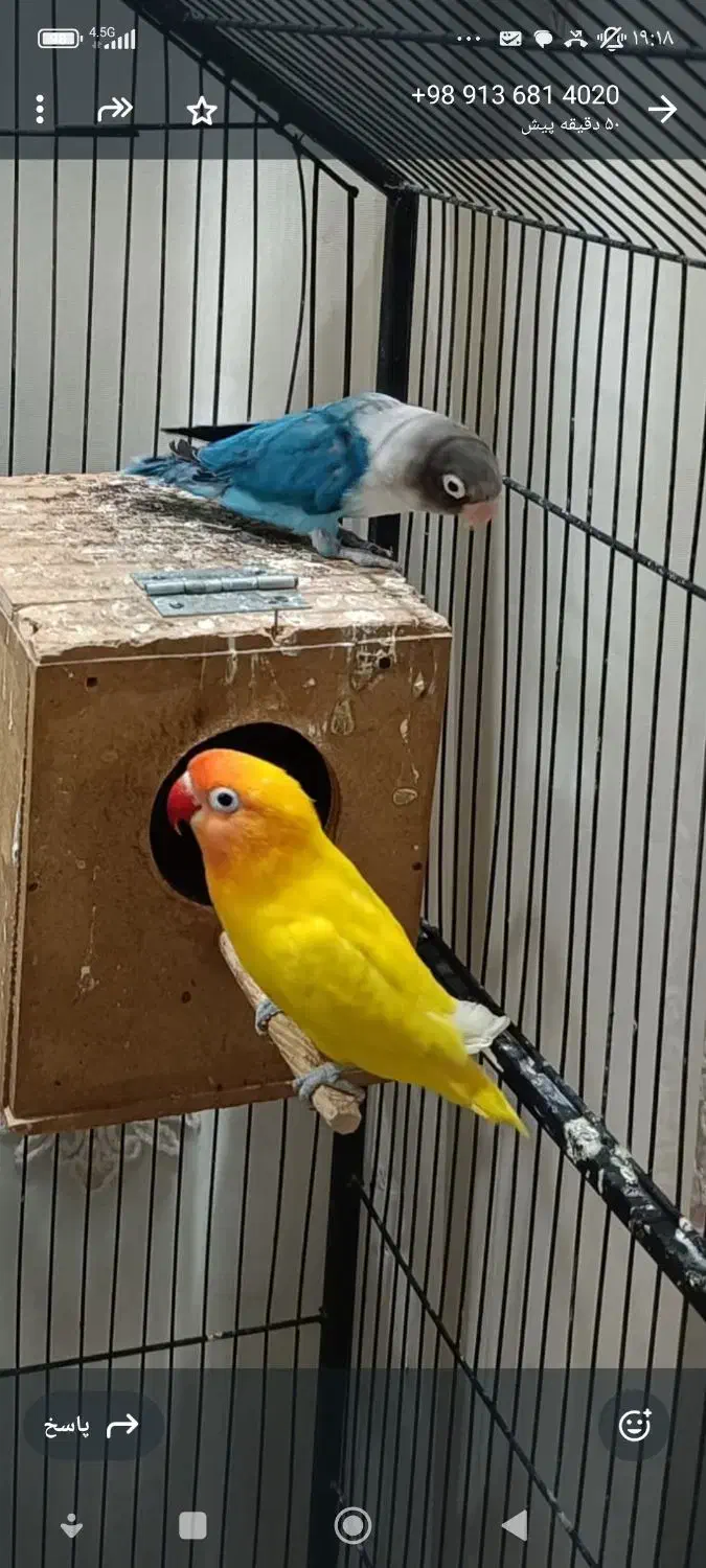 ۲ جفت کوتوله با جوجه یک جفت زرد یک جفت آبی کاربنی|پرنده|شاهین‌شهر, گزبرخوار|دیوار