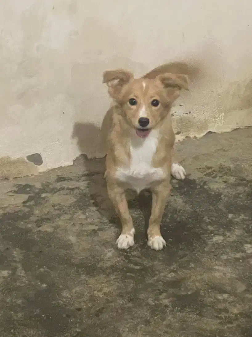 واگذاری|سگ|چابهار, |دیوار