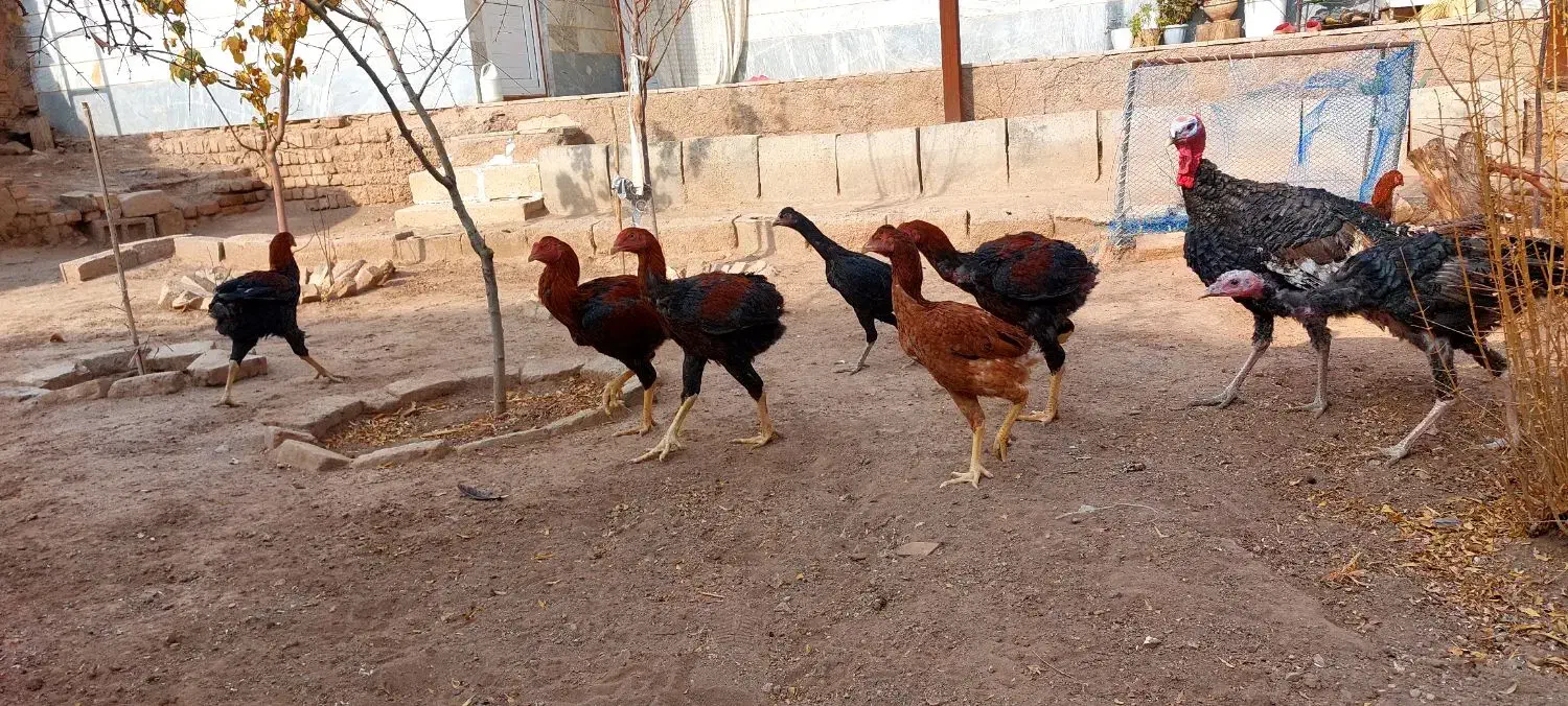 فروش جوجه خروس لاری|حیوانات مزرعه|کوهین, |دیوار