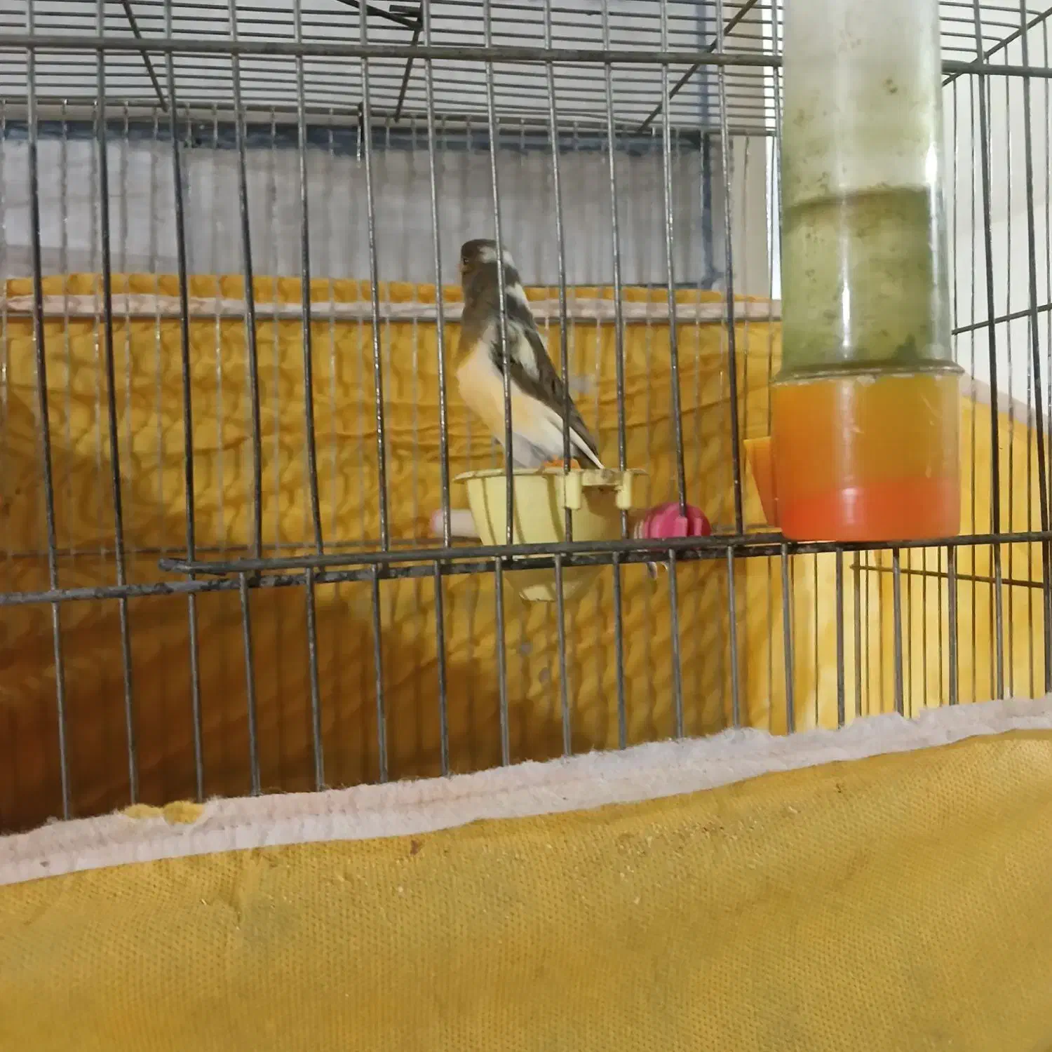 دو عدد قناری نر مست و ۳ عدد قناری ماده|پرنده|ملایر, |دیوار