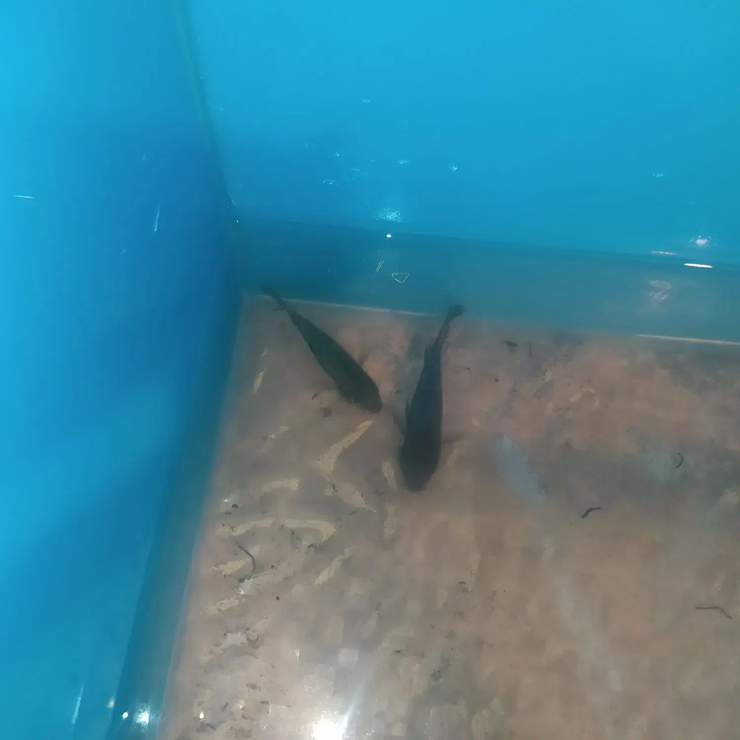 ماهی جک دمپسی|ماهی|مشهد, نیزه|دیوار