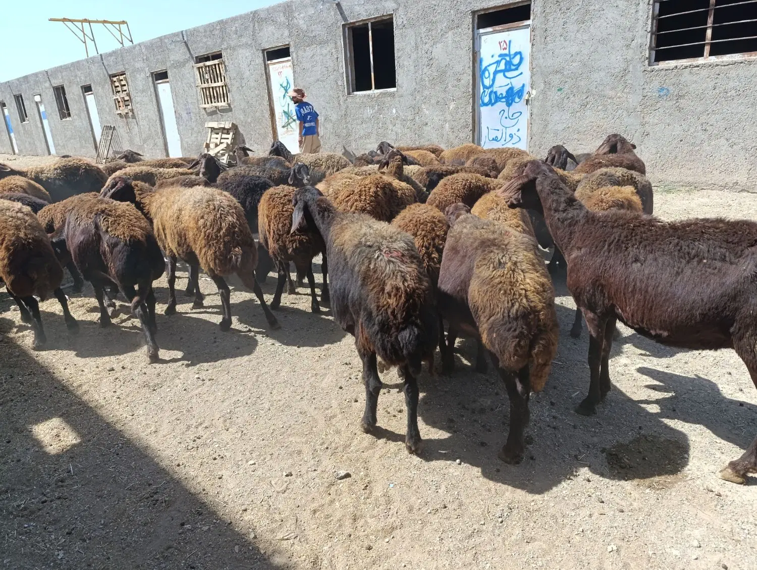 فورش|حیوانات مزرعه|زنجانرود, |دیوار