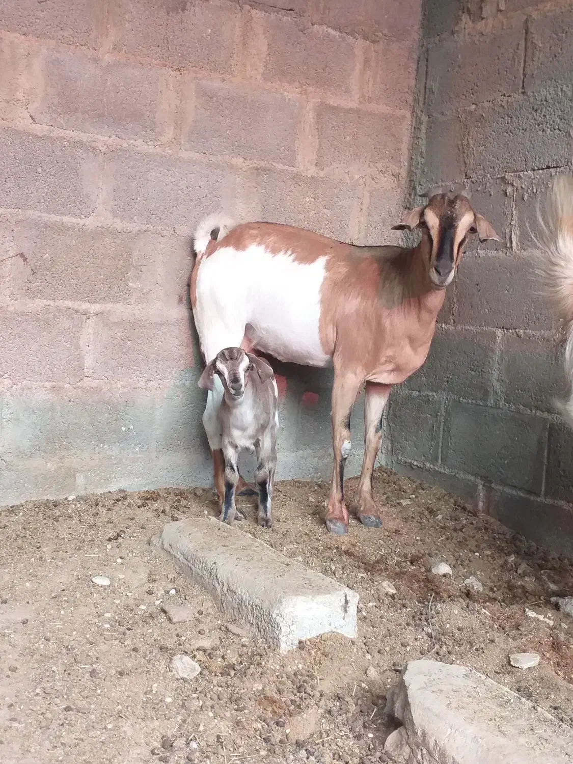 بز صومال|حیوانات مزرعه|عسلویه, |دیوار