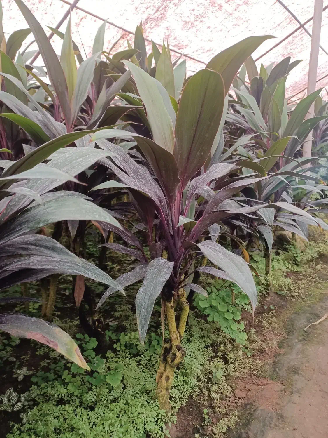 گل کردلین(دراسینا)|گل و گیاه طبیعی|عباسآباد, |دیوار