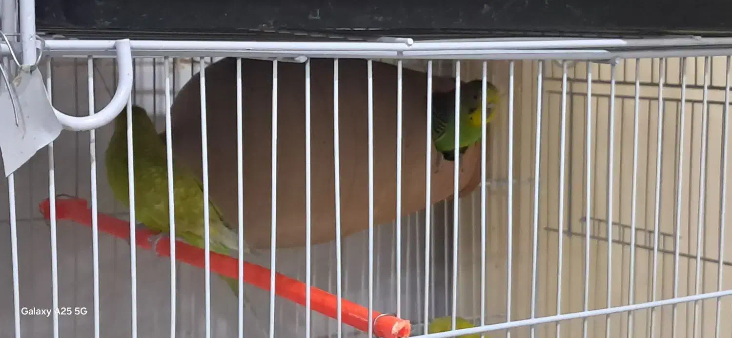 مرغ عشق همراه با جوجه هاشون|پرنده|نیشابور, بلوار گلها|دیوار