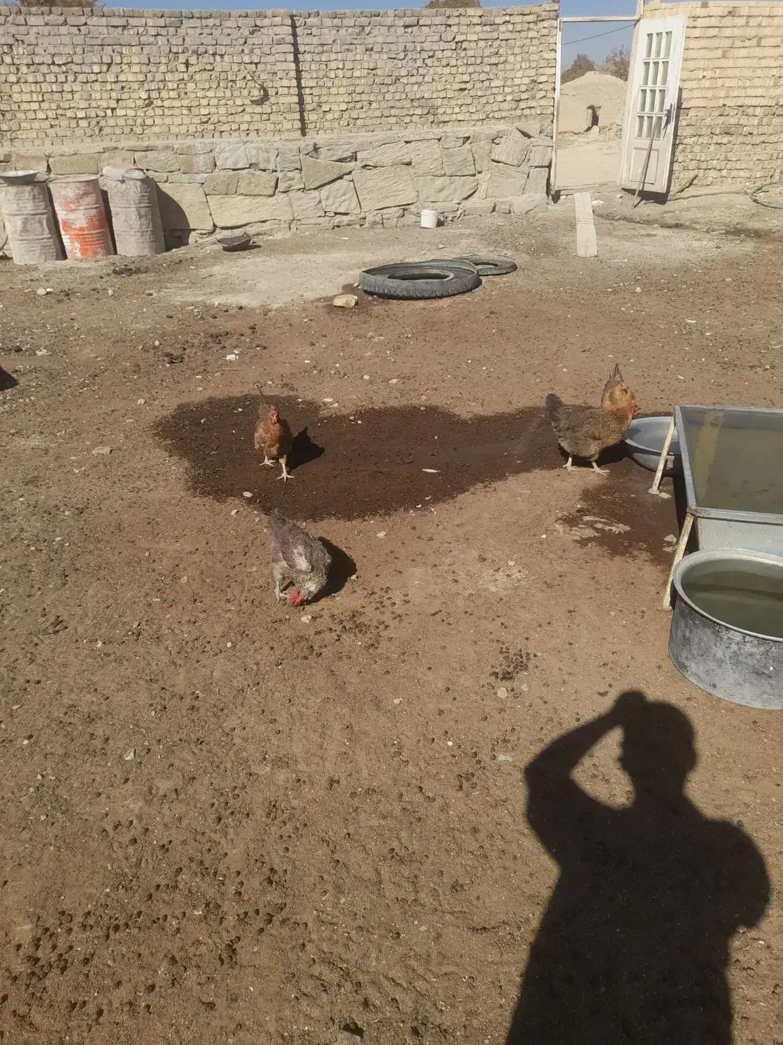 مرغ تخم گزار|حیوانات مزرعه|پیشخور, |دیوار