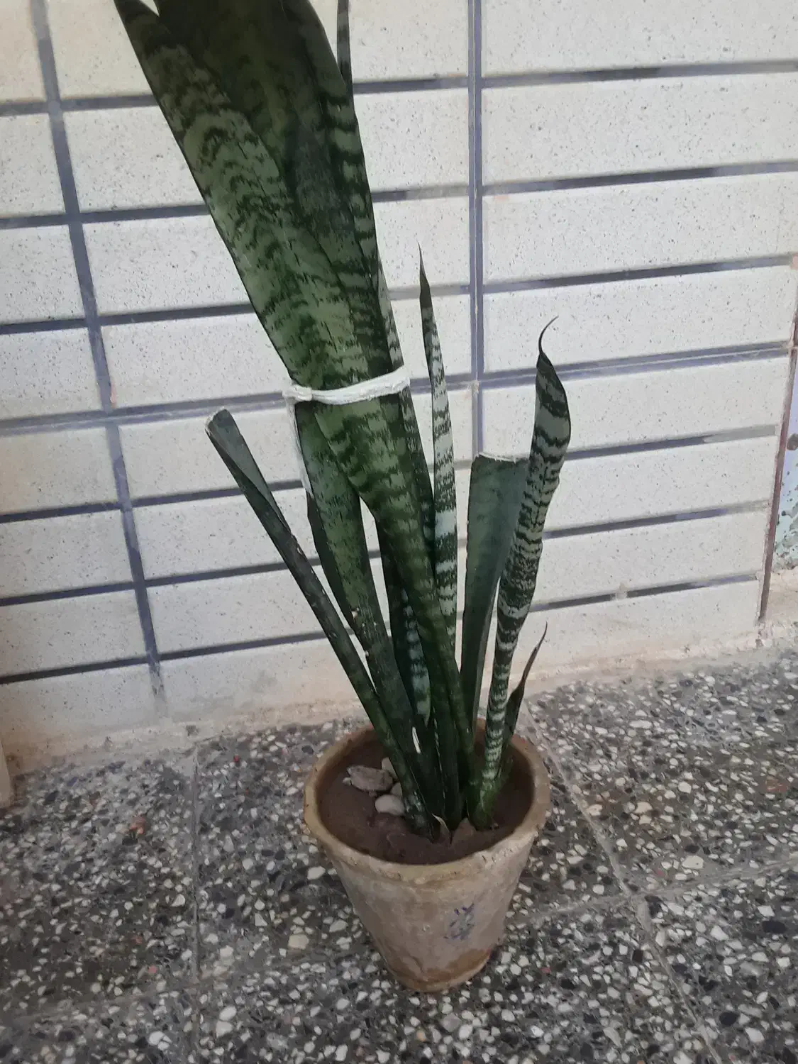 گل قشنگ|گل مصنوعی|یزد, |دیوار