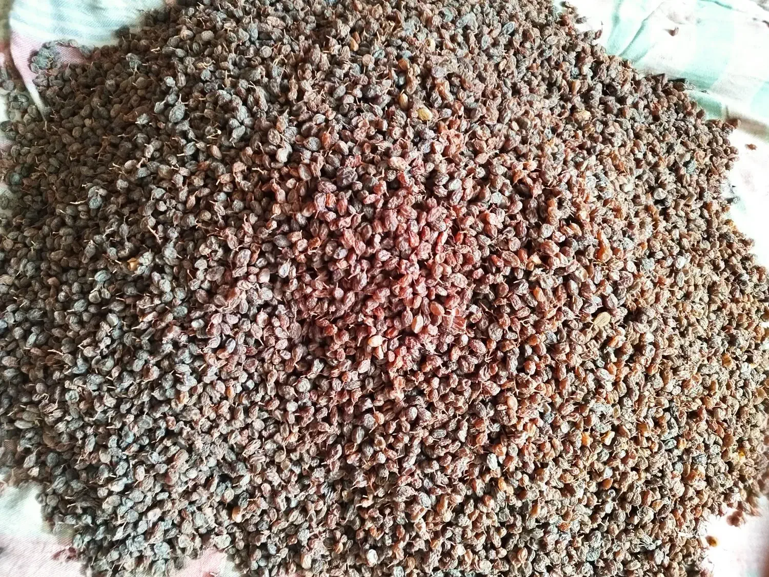 کشمش اعلا|خوردنی و آشامیدنی|بناب, |دیوار