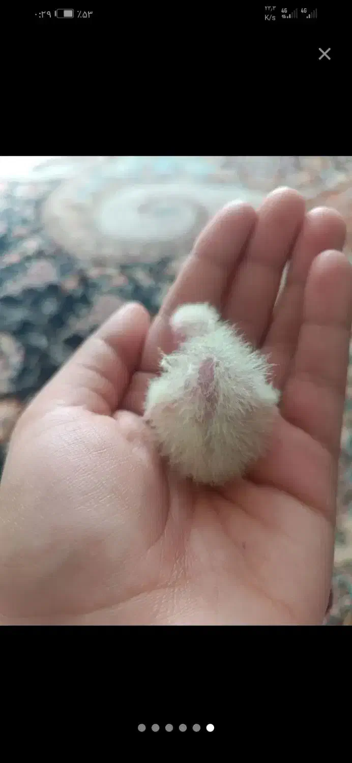 عروس هلندی رو جوجه|پرنده|سبزوار, فرهنگیان|دیوار