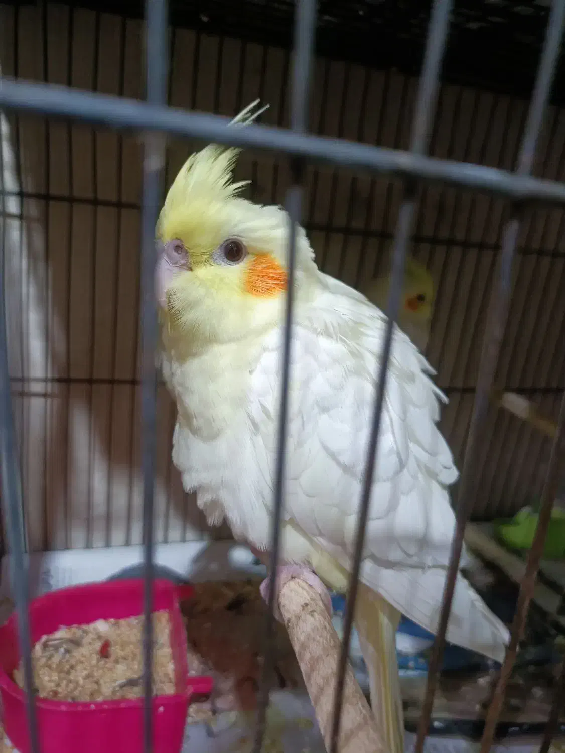 جوجه عروس|پرنده|قم, سربخش|دیوار