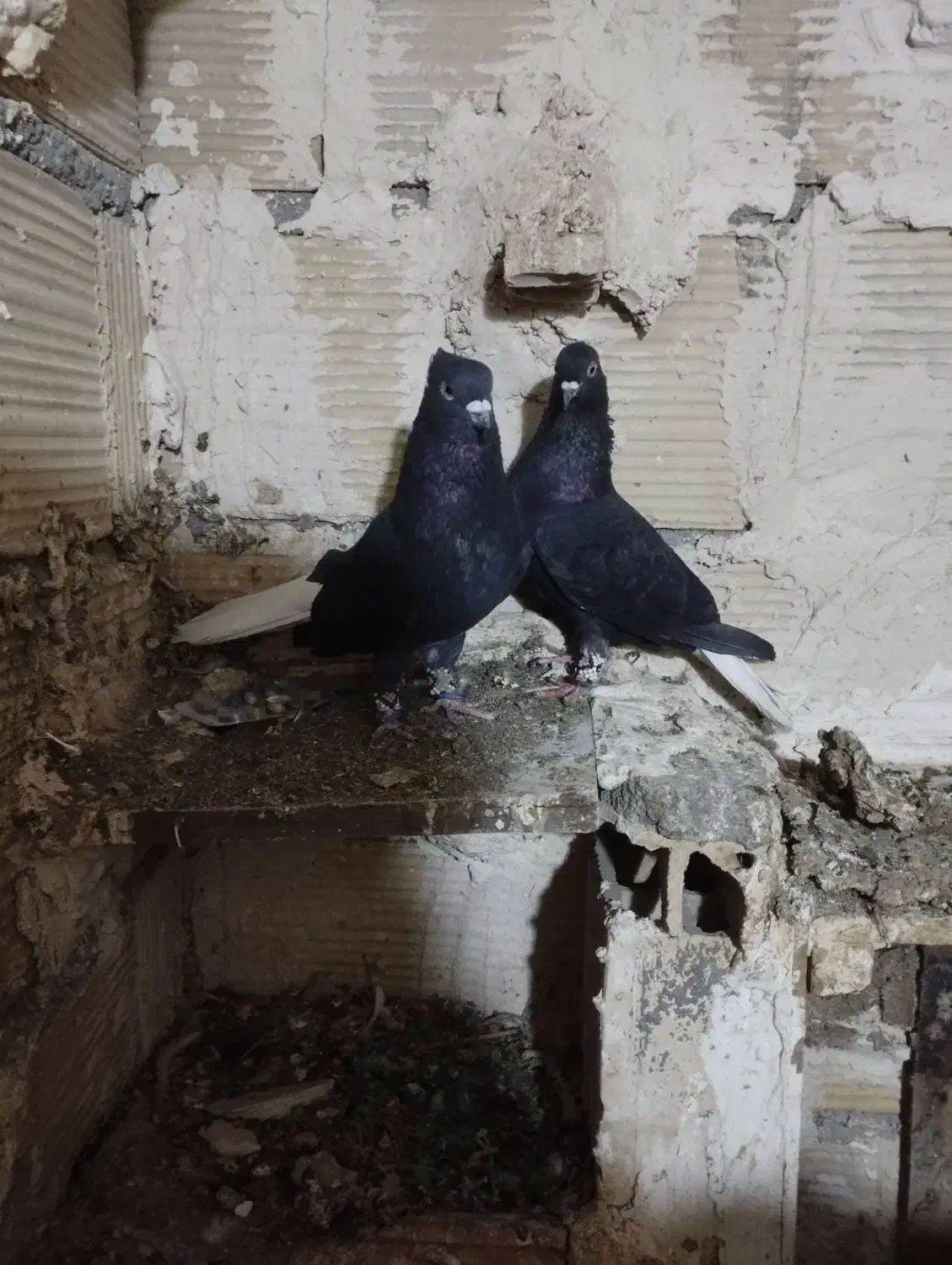 کفتر زاغ دم سفید|پرنده|مشهد, شهرک بهارستان|دیوار