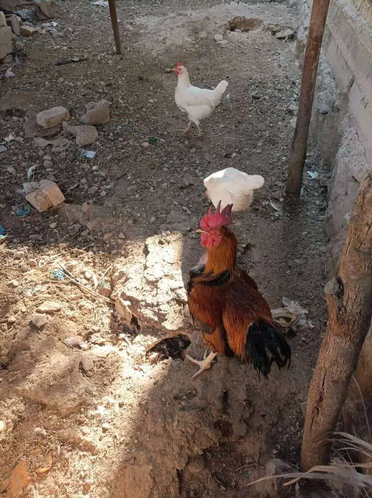 فروش 15 عدد مرغ و خروس محلی سالم و سرحال|حیوانات مزرعه|علامرودشت, |دیوار