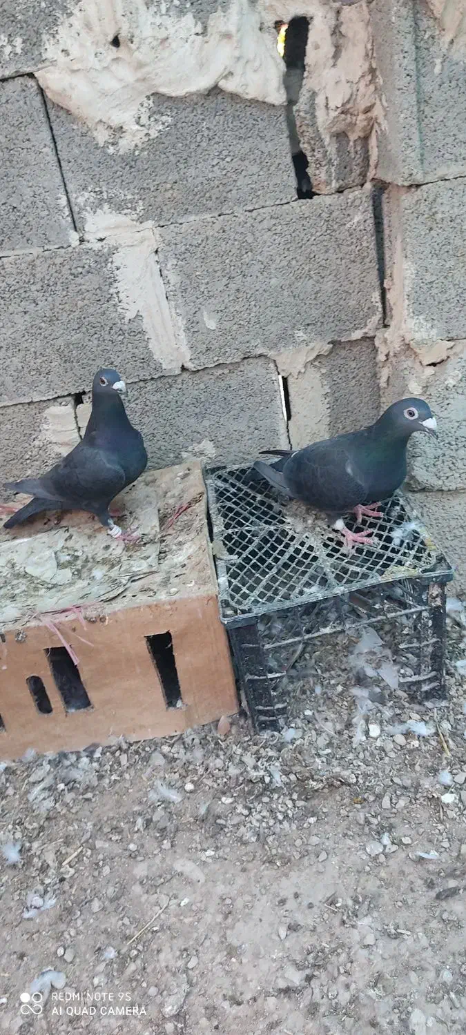کبوتر زاغ سیاه|پرنده|خشت, |دیوار