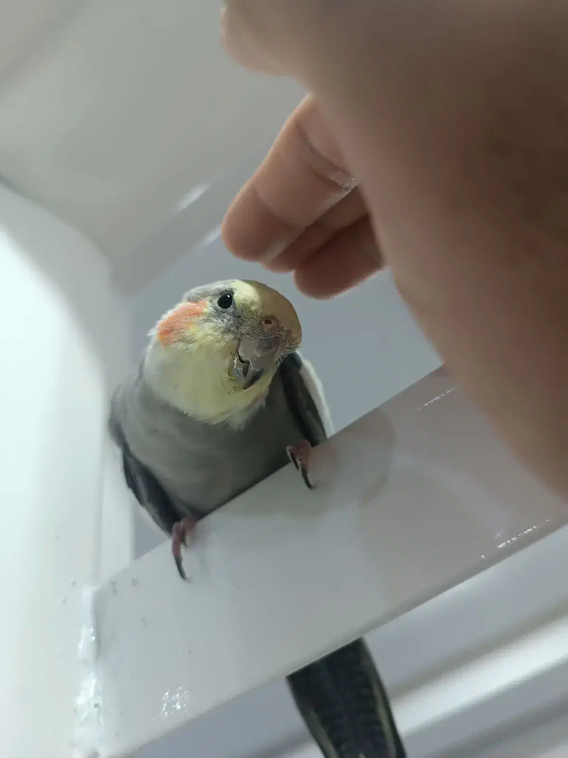 گمشده|حیوانات|مریوان, |دیوار