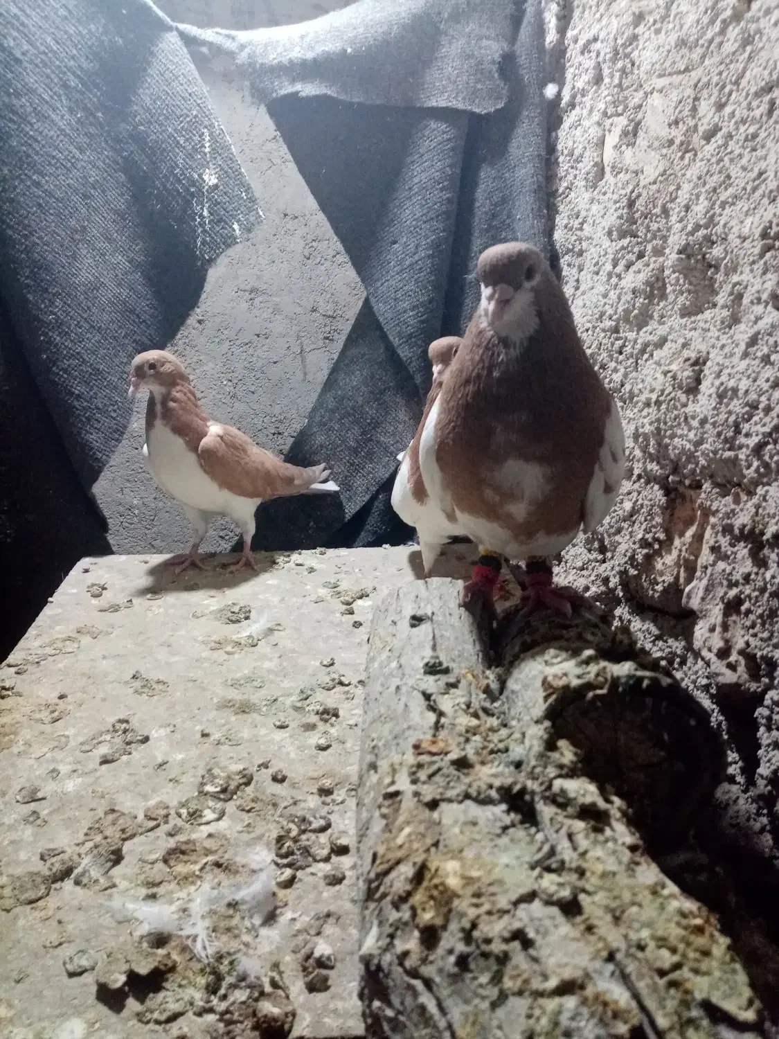 2جفت شهری چپویال بی نقص|پرنده|شیراز, دروازه قران|دیوار