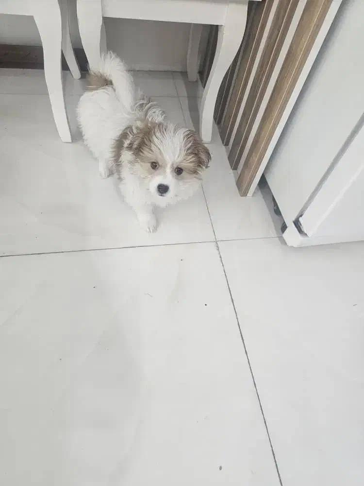 سگ واگذاری|سگ|اسلام‌شهر, شهرک واوان|دیوار