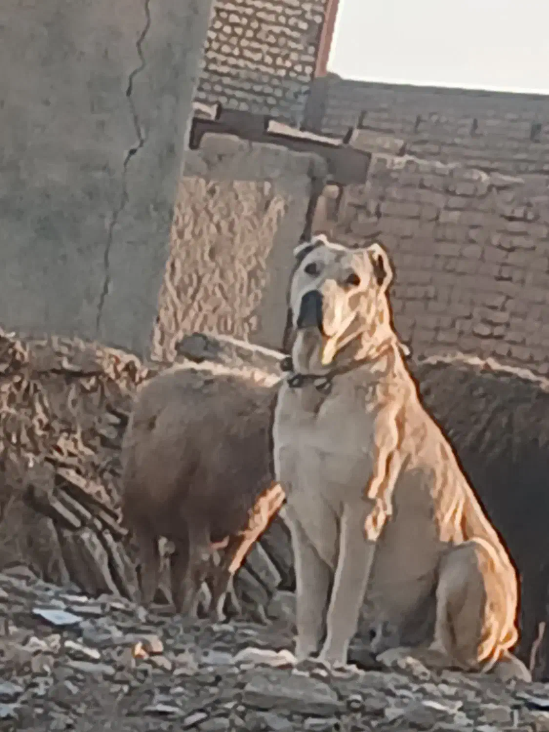 سگ افغانی|سگ|مشهد, كنويست|دیوار