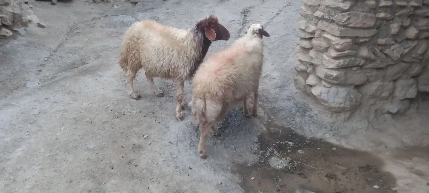 یه جفت قوچ داشی ۲ساله میش رو|حیوانات مزرعه|بوئین و میاندشت, |دیوار