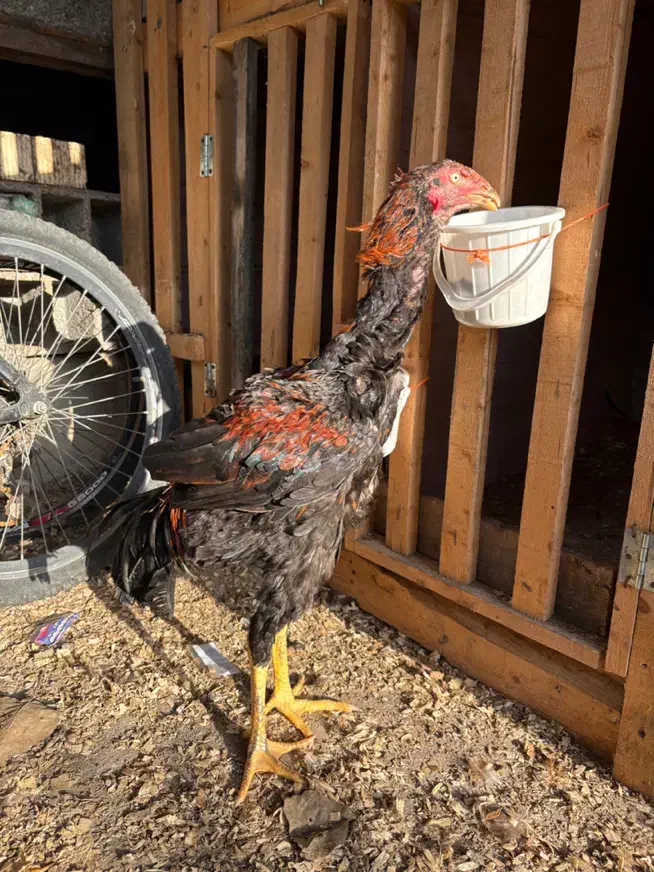 لاری نصل دار|حیوانات مزرعه|رشت, گیل|دیوار