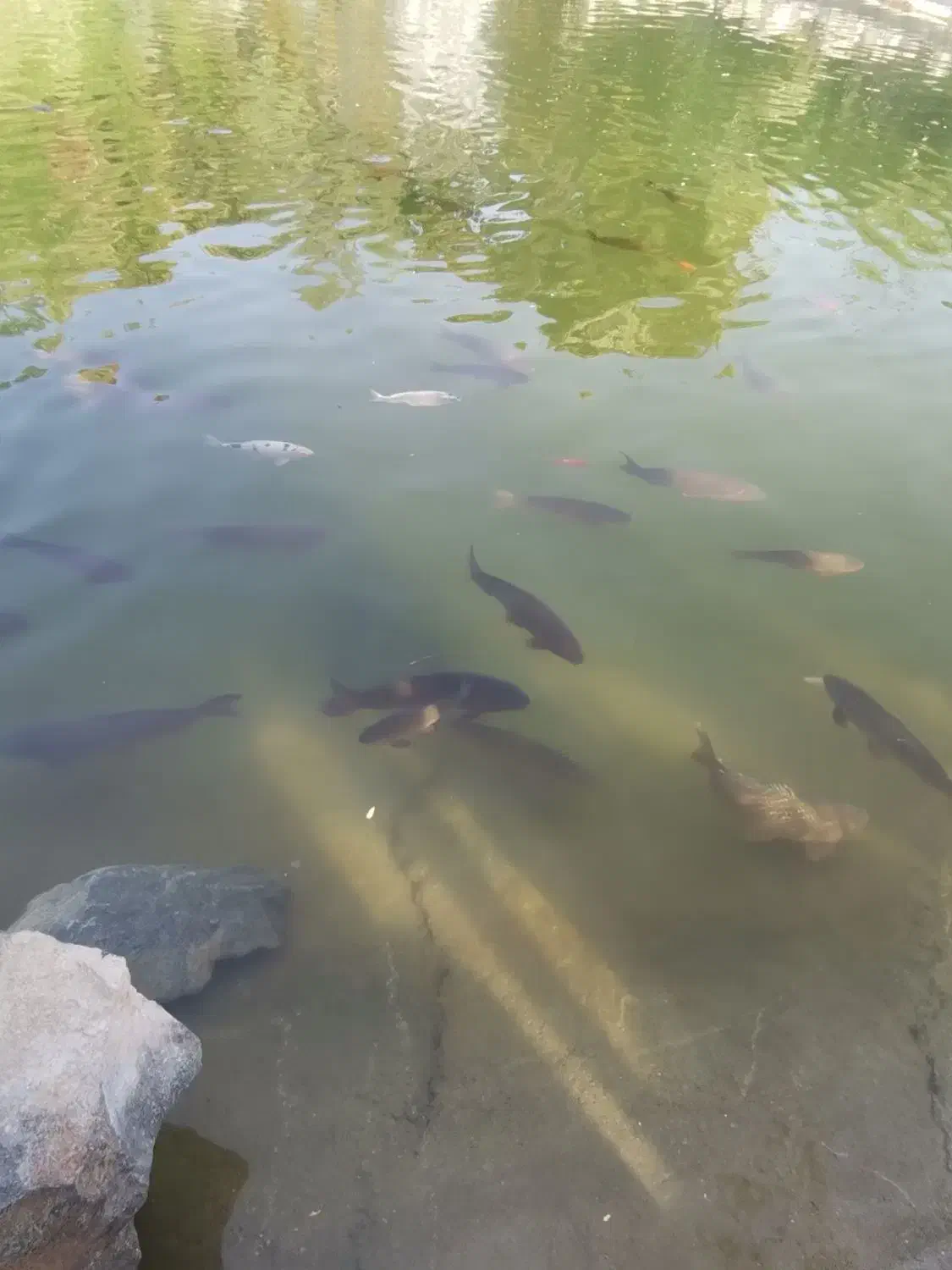 همخونه میخوام|اجارهٔ آپارتمان|بیرجند, |دیوار