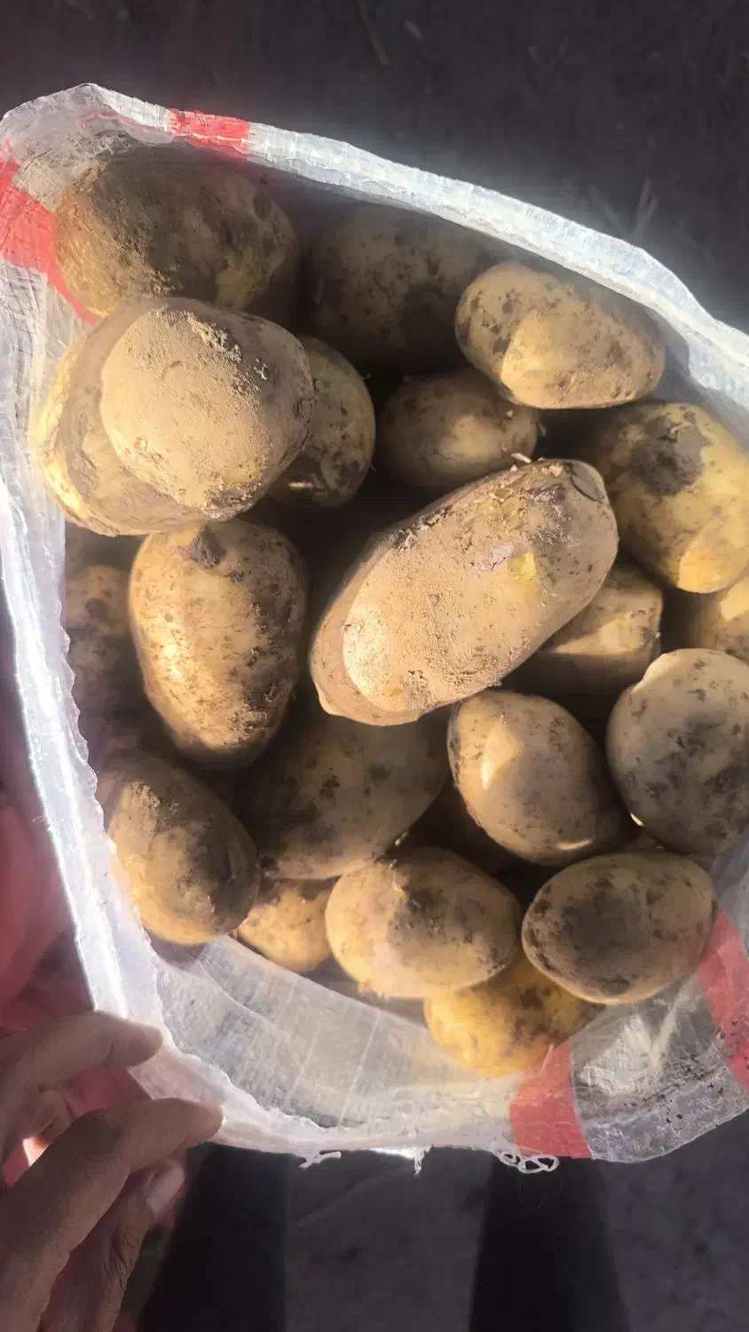 اگریا درشت بار عمده و خرده فروشی|خوردنی و آشامیدنی|اصفهان, باغ زرشک|دیوار