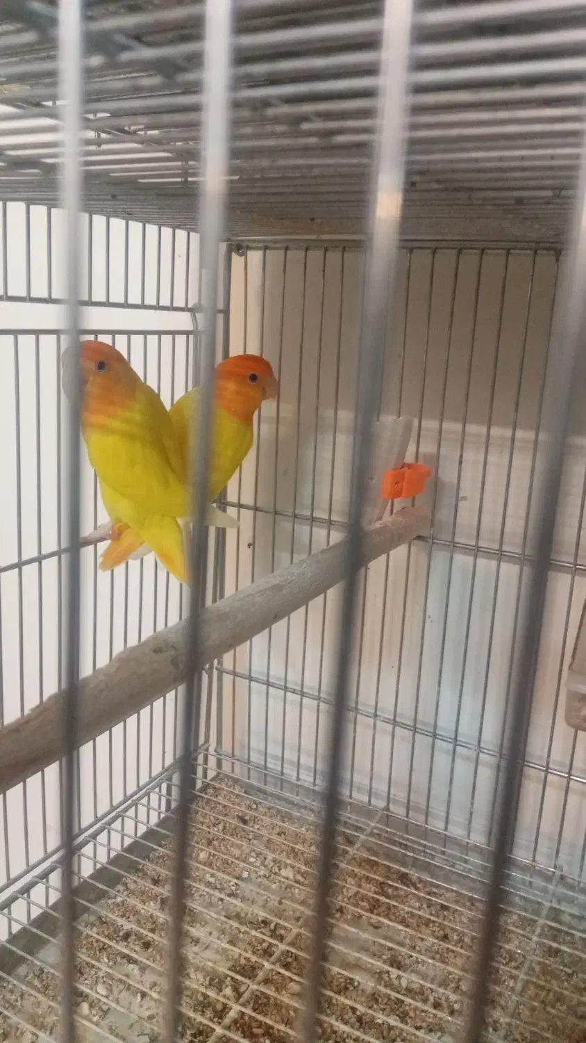 طوطی کوتوله برزیلی|پرنده|اصفهان, آبشار|دیوار