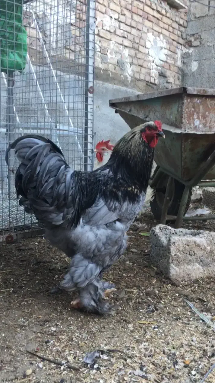 تخم نطفه دار برهما|حیوانات مزرعه|اردبیل, |دیوار