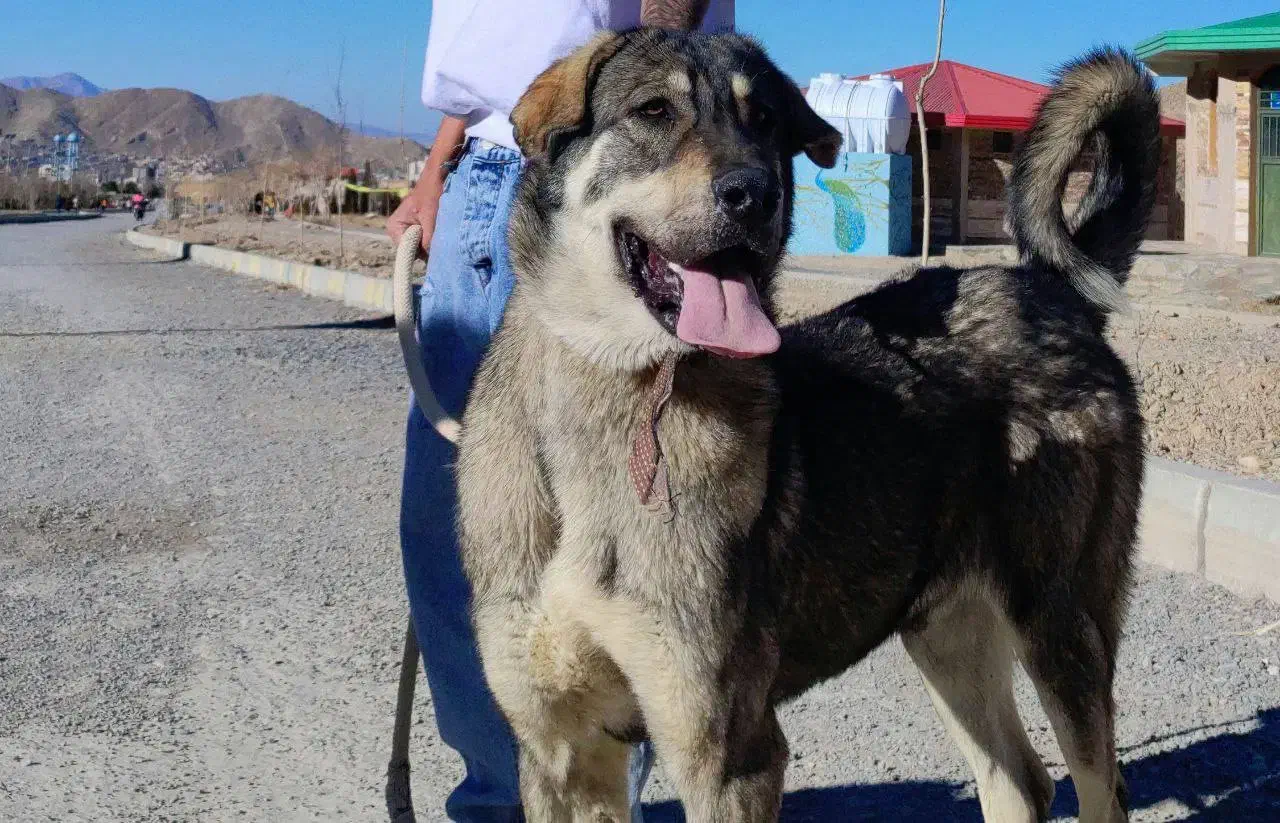 سگ  گمشده|سگ|معصومیه, |دیوار