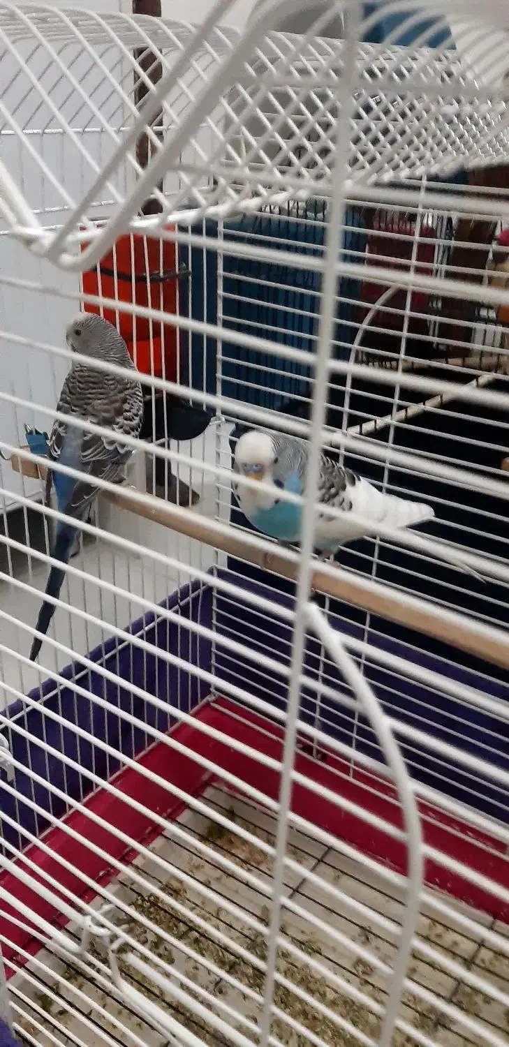 مرغ عشق نرو ماده بدونه قفس|پرنده|فردیس, فرامرزیه|دیوار