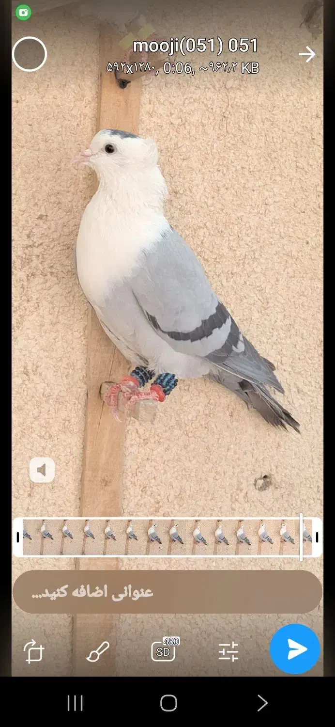 کفترکلاغ کربلایی کاکلی کله سفیدسر سفید کاکلی|پرنده|کاشمر, |دیوار