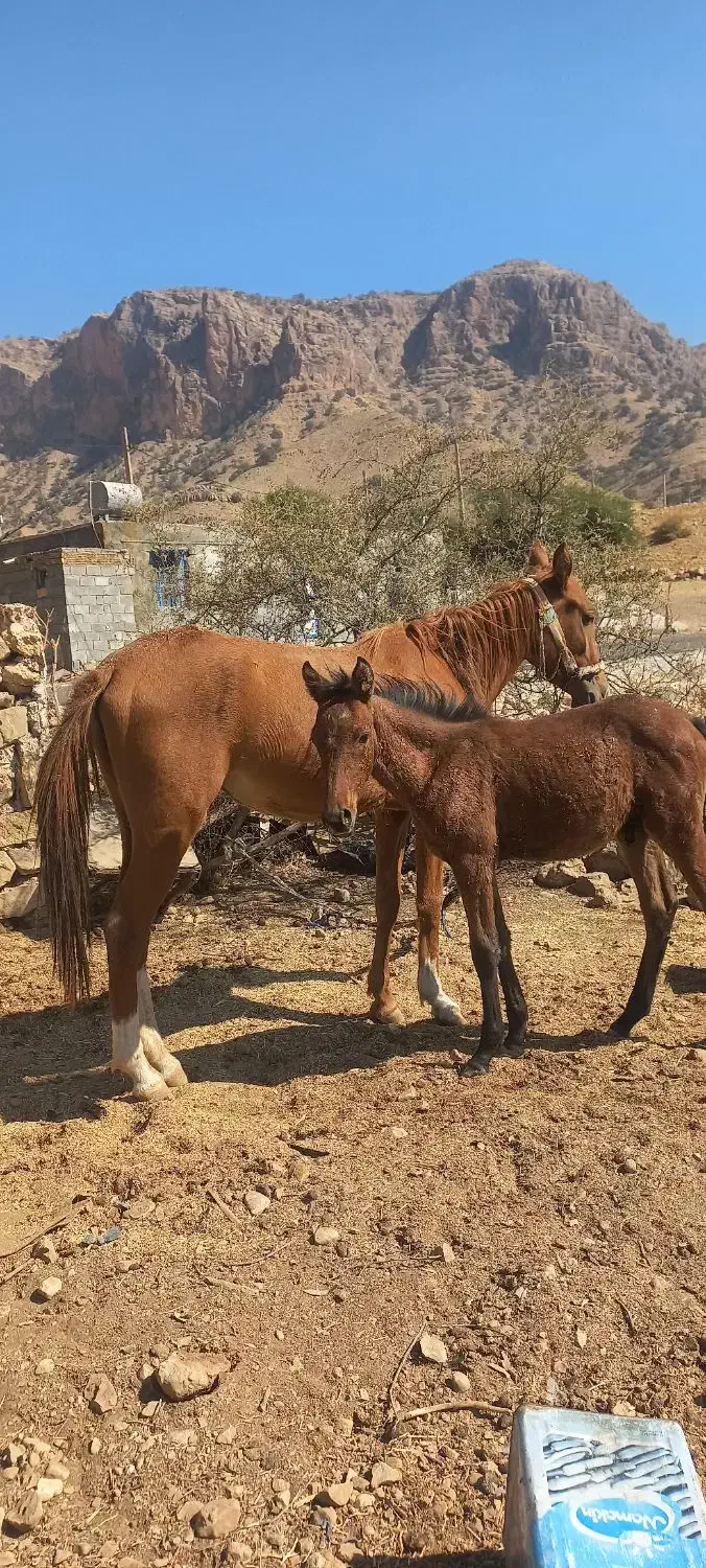 فروش مادیان نوزین با کره اسب.|اسب و تجهیزات اسبسواری|دهدشت, |دیوار