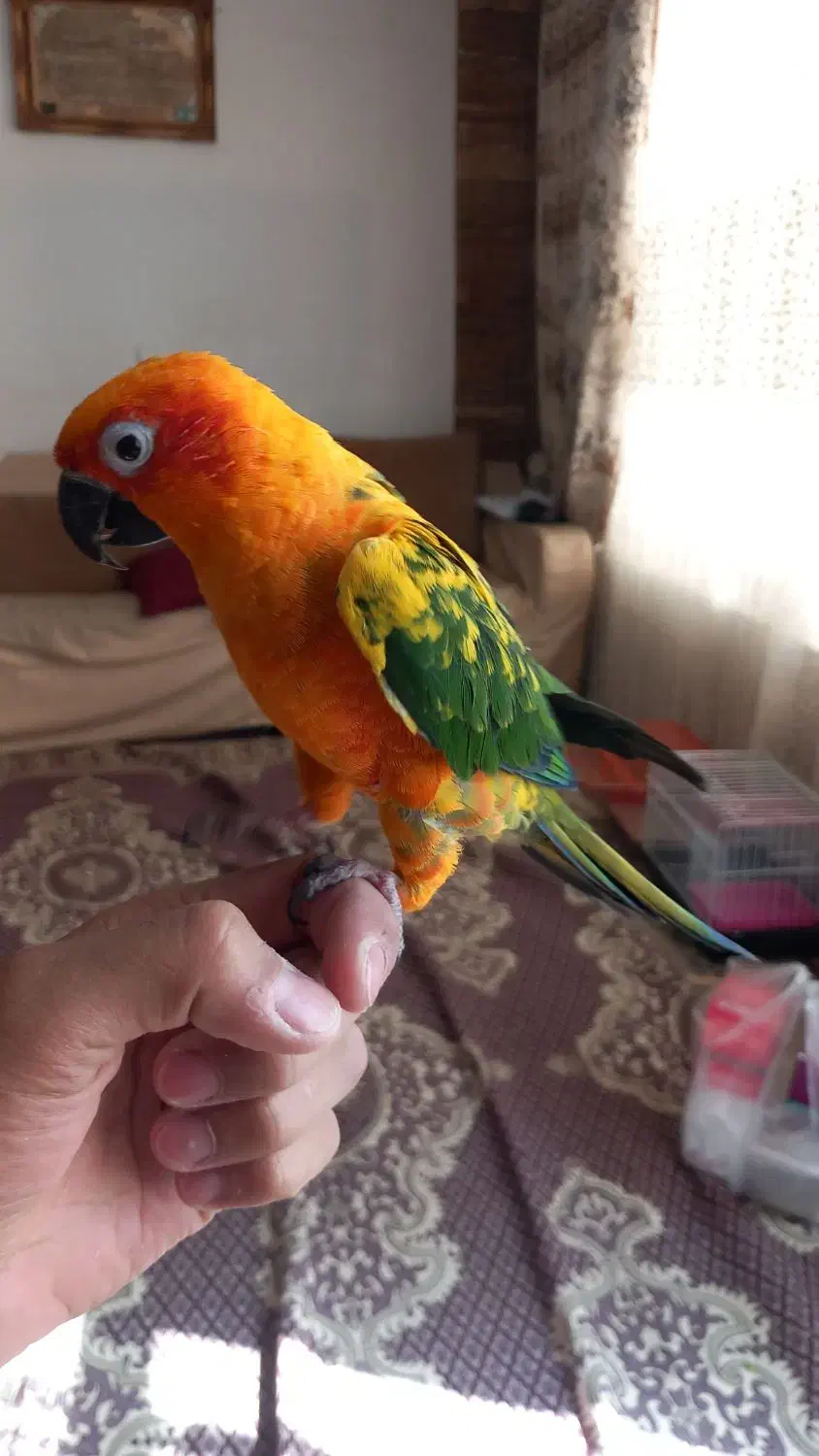 طوطی خورشیدی(سان کانور) *رام و رقاص|پرنده|همدان, |دیوار