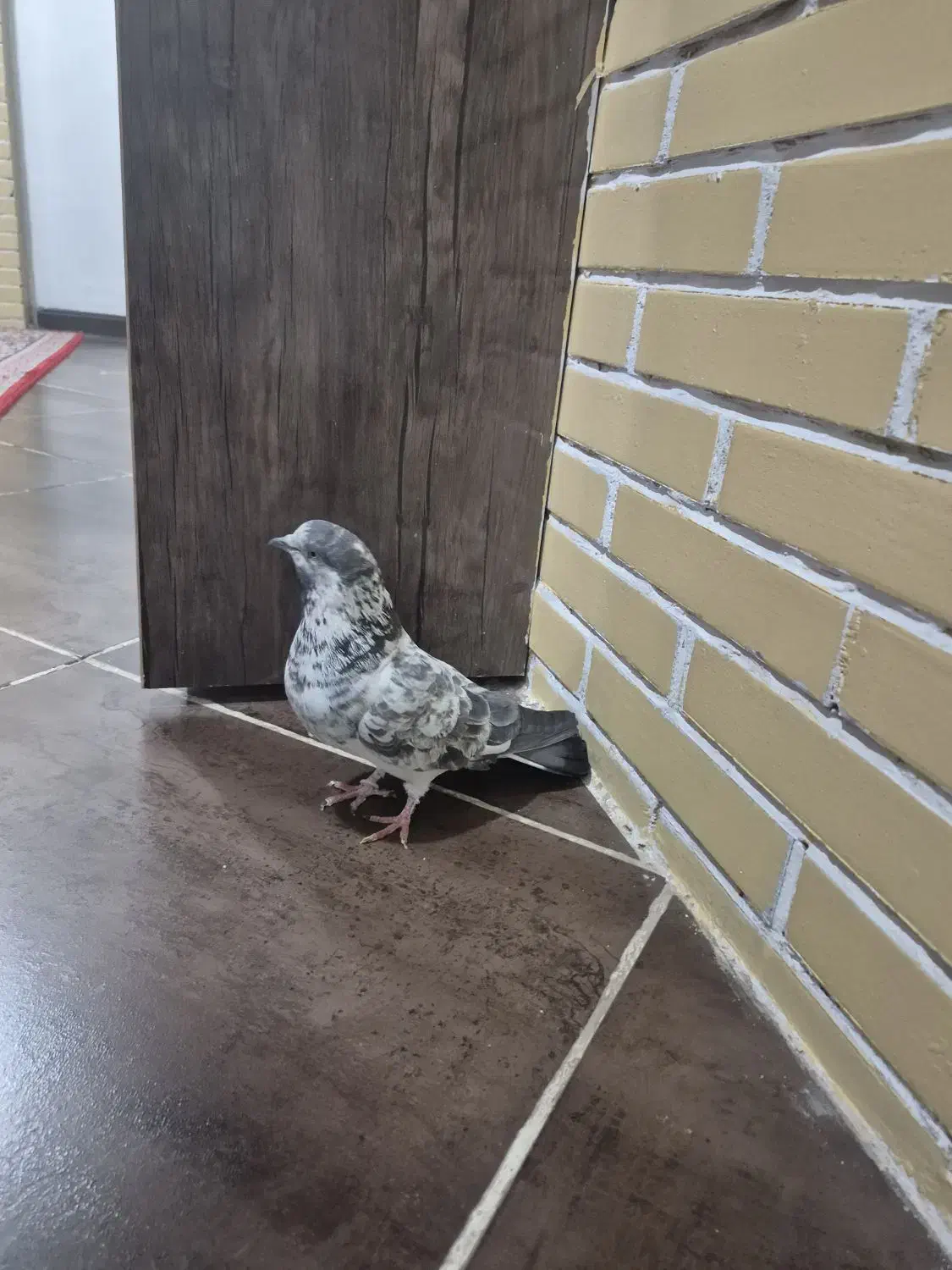 کبوتر|پرنده|سیرجان, |دیوار