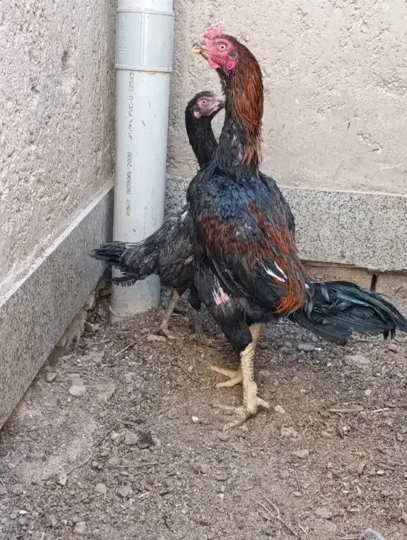 تخم بوقلمون غاز مرغ لاری برهما|حیوانات مزرعه|رشت, منظریه|دیوار